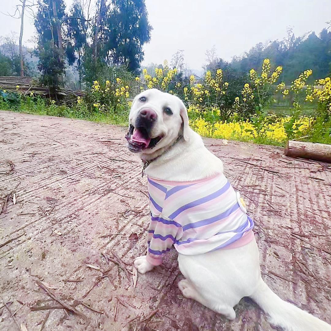 大白是只拉不拉猪