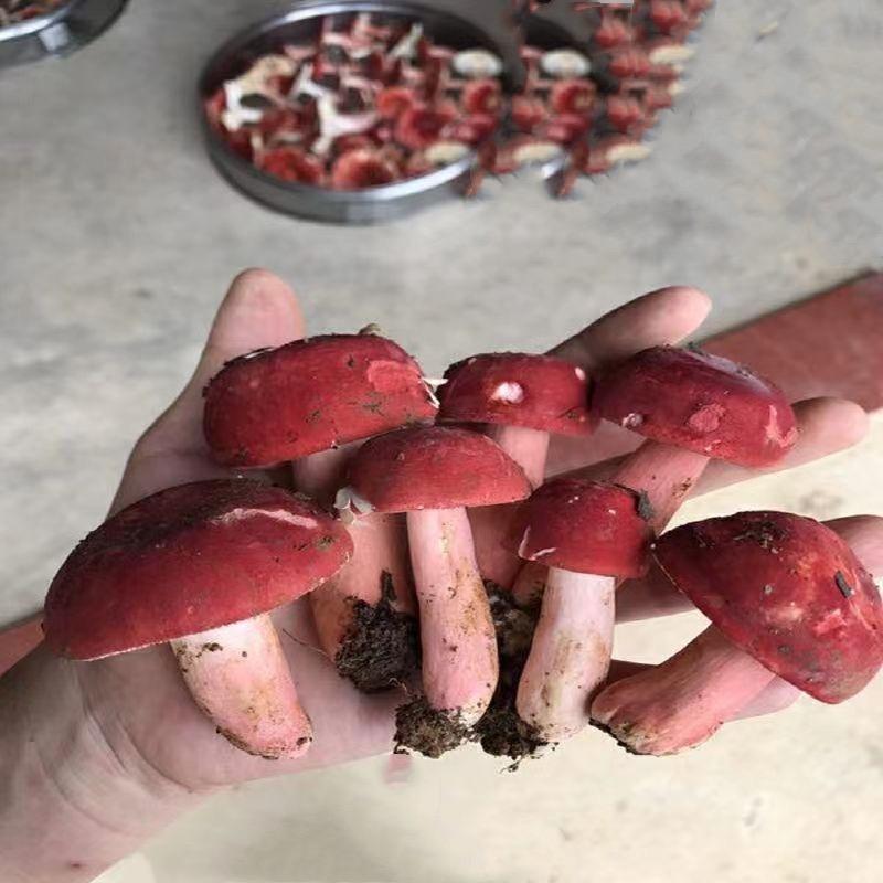 周通菌菇行