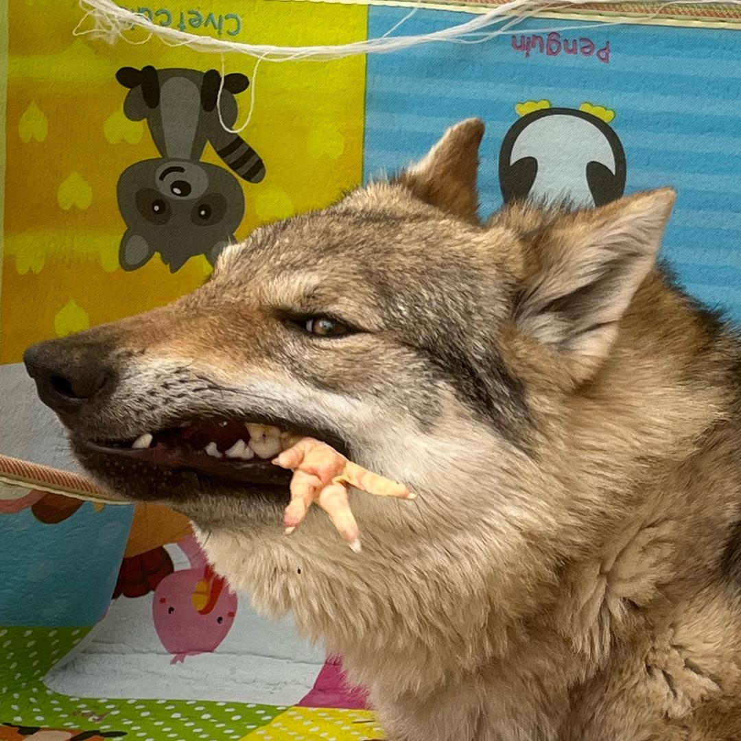 苏北正壹☯捷克狼犬