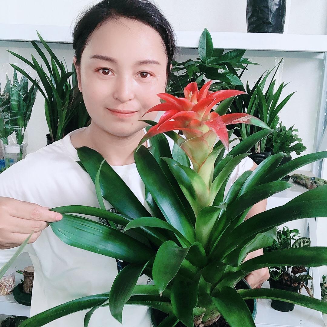 成成花卉绿植