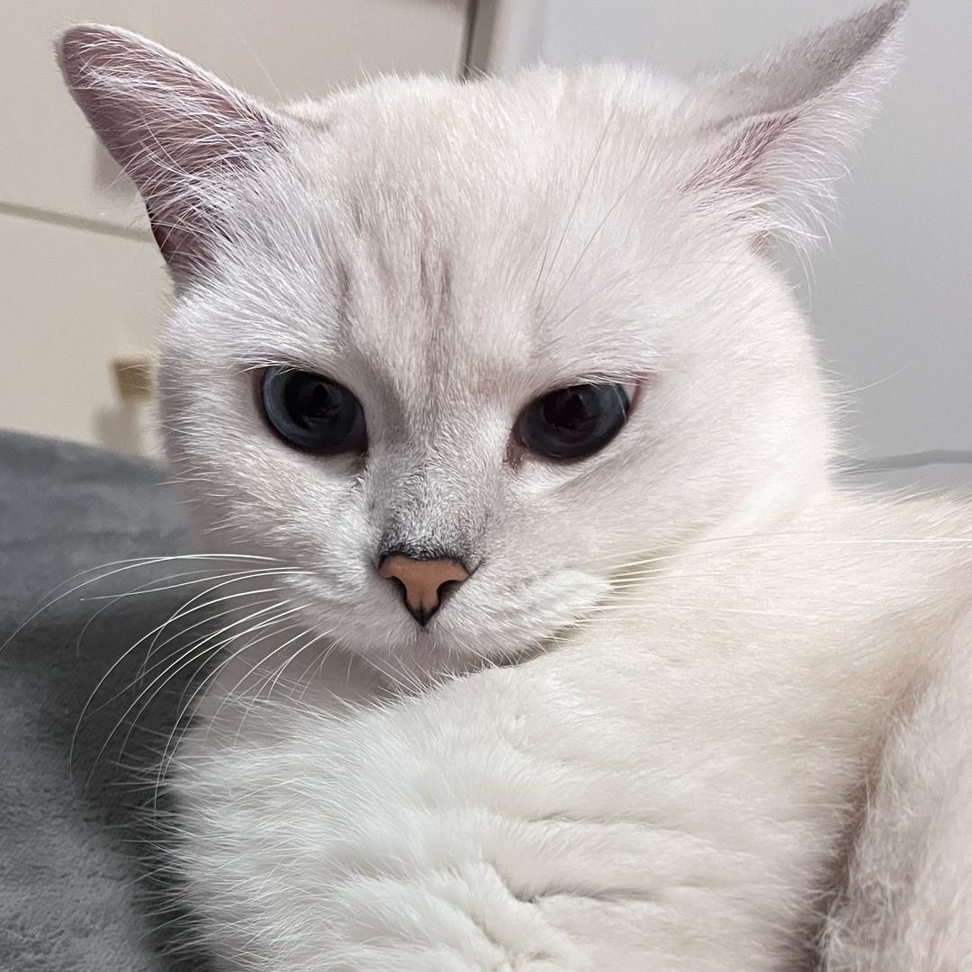 猫猫爱吃星星