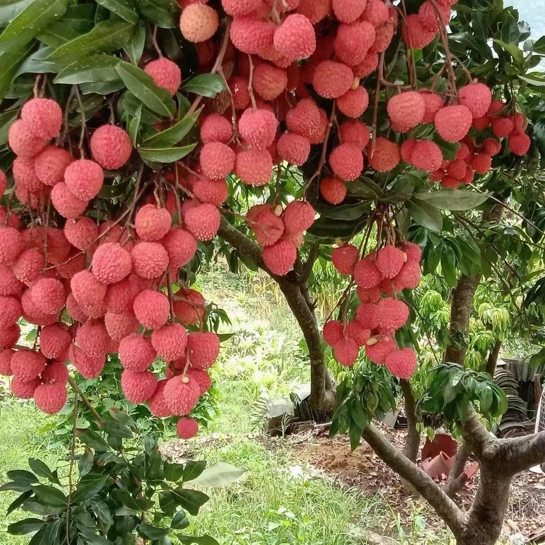 荔臻甄选农产品