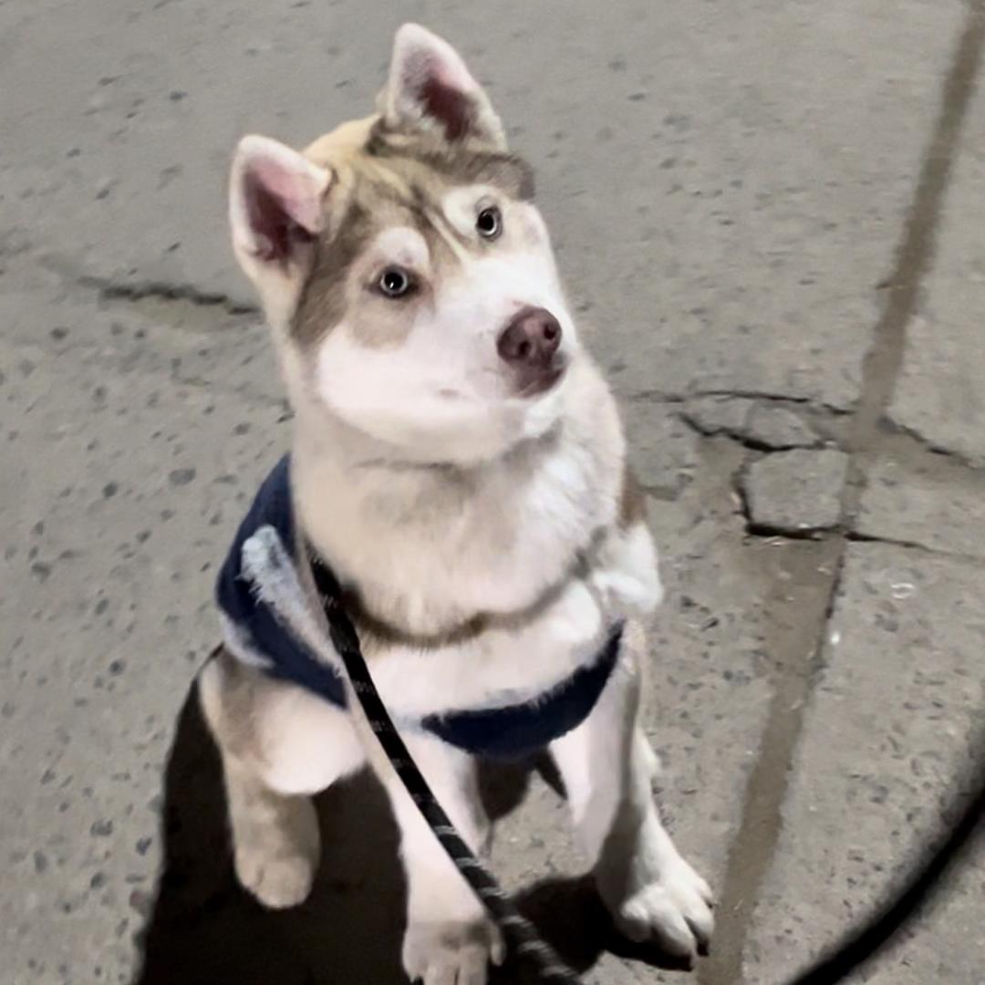 土豆是只哈士奇