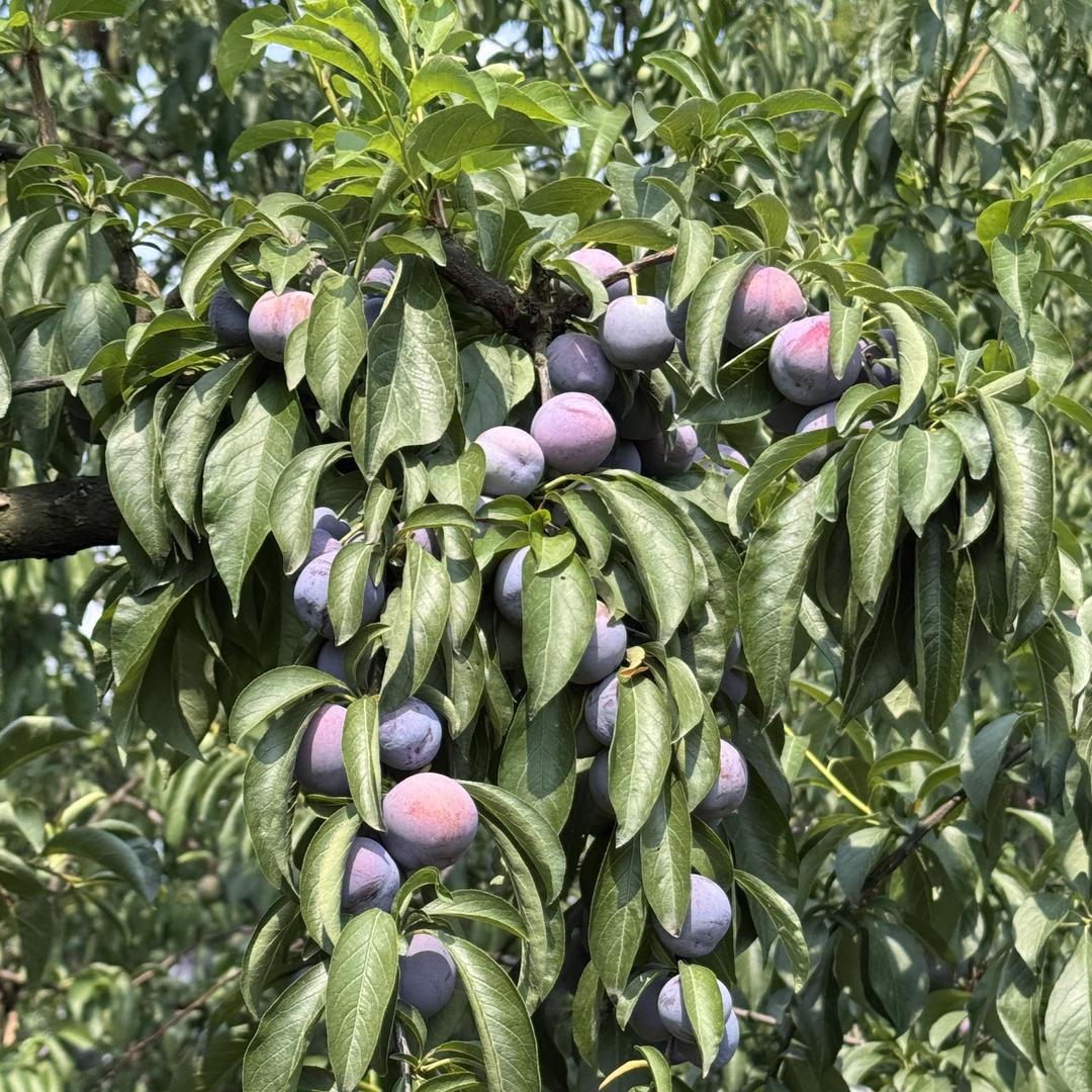 顺果鲜生（产地直发）