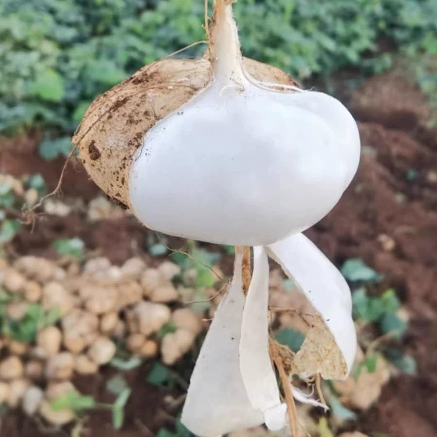 水果生鲜食品农业