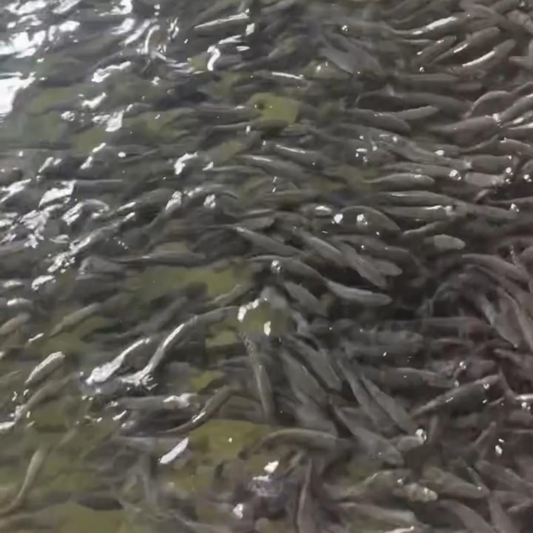 圆桶养殖基地