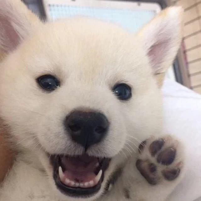 初衷