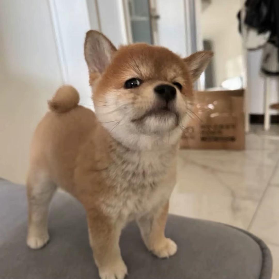 迪迦妹妹🌟