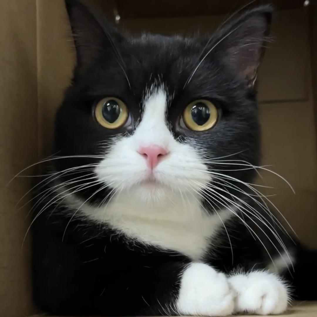 黑猫警长十月