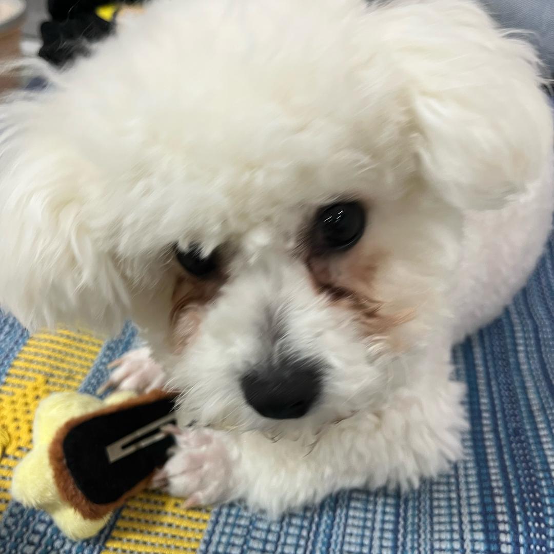 我也不知道叫啥名可以叫我小猪妞打败贝利亚