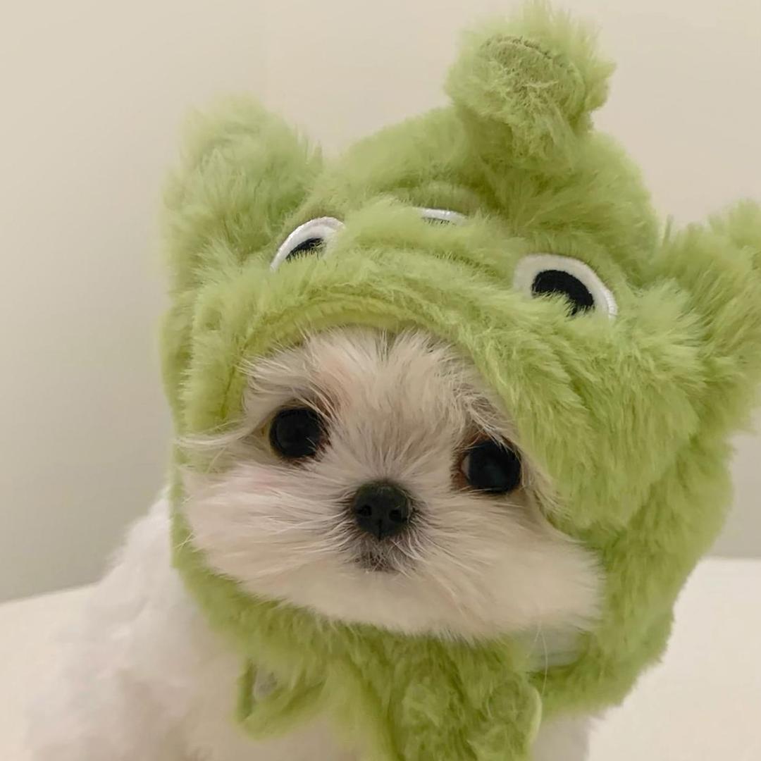 🌈狗马🥖