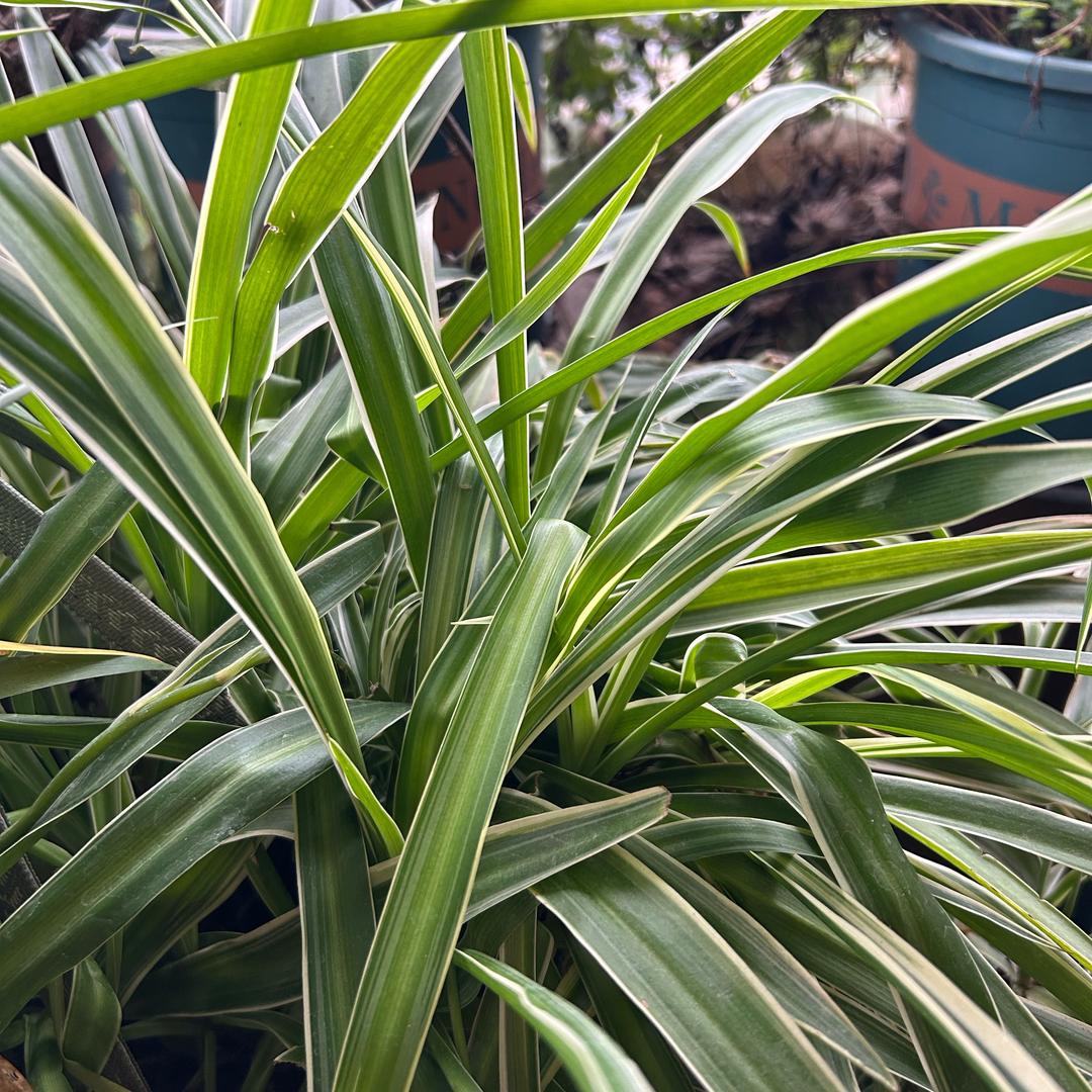 木犁