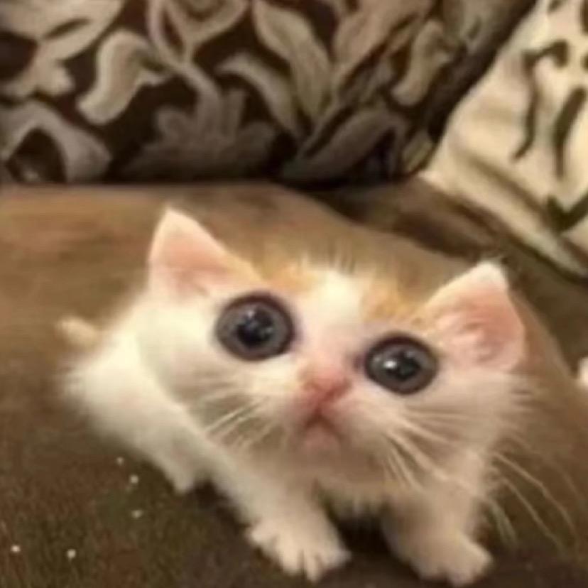 悲伤的蛋黄 ૮₍ ˙О˙₎ა