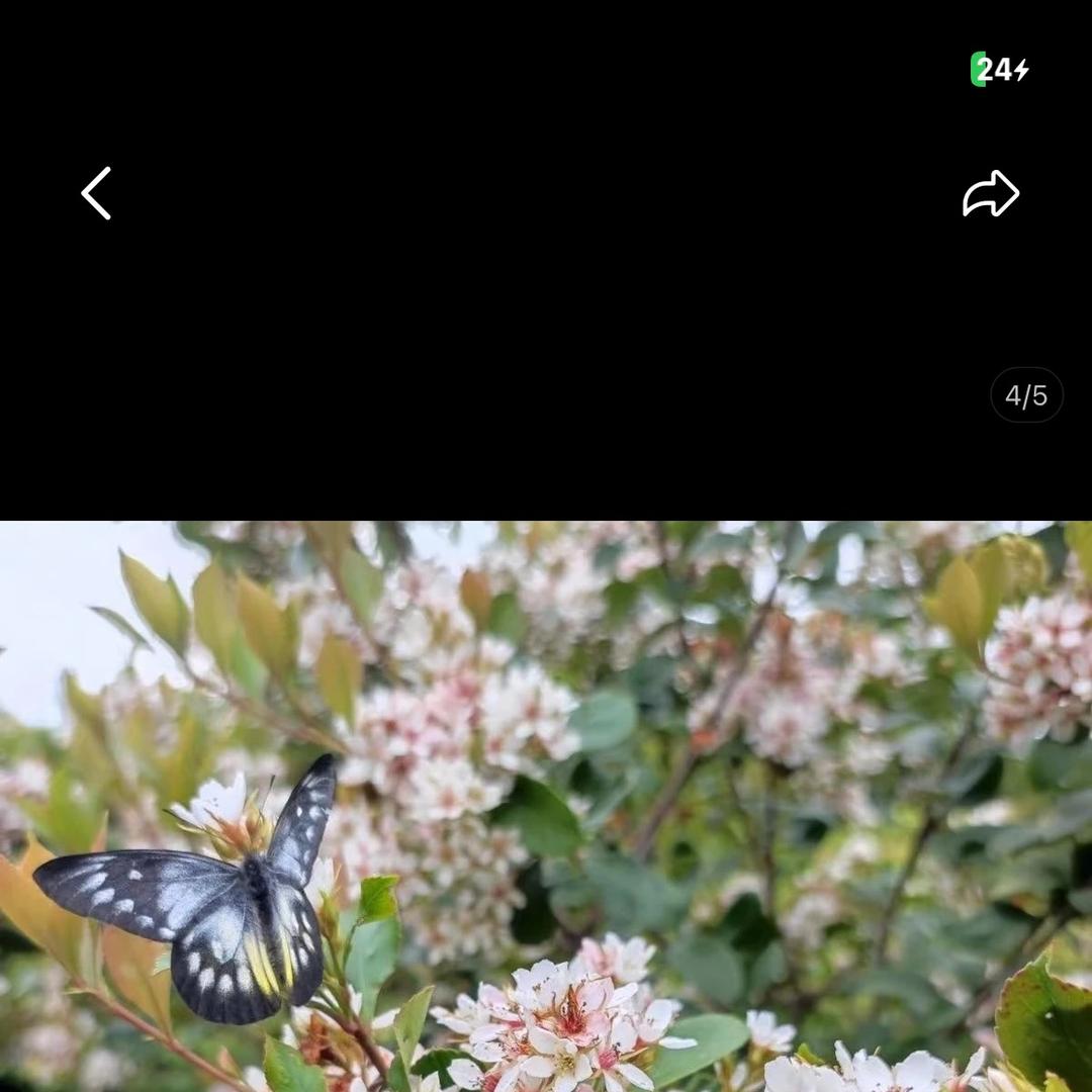海岛春花栀子花馆