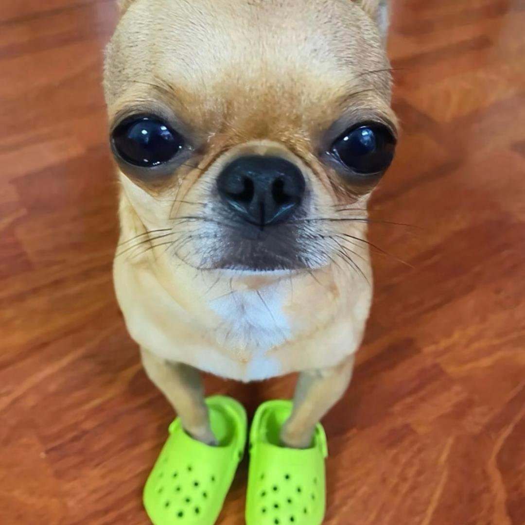爱撒点小谎