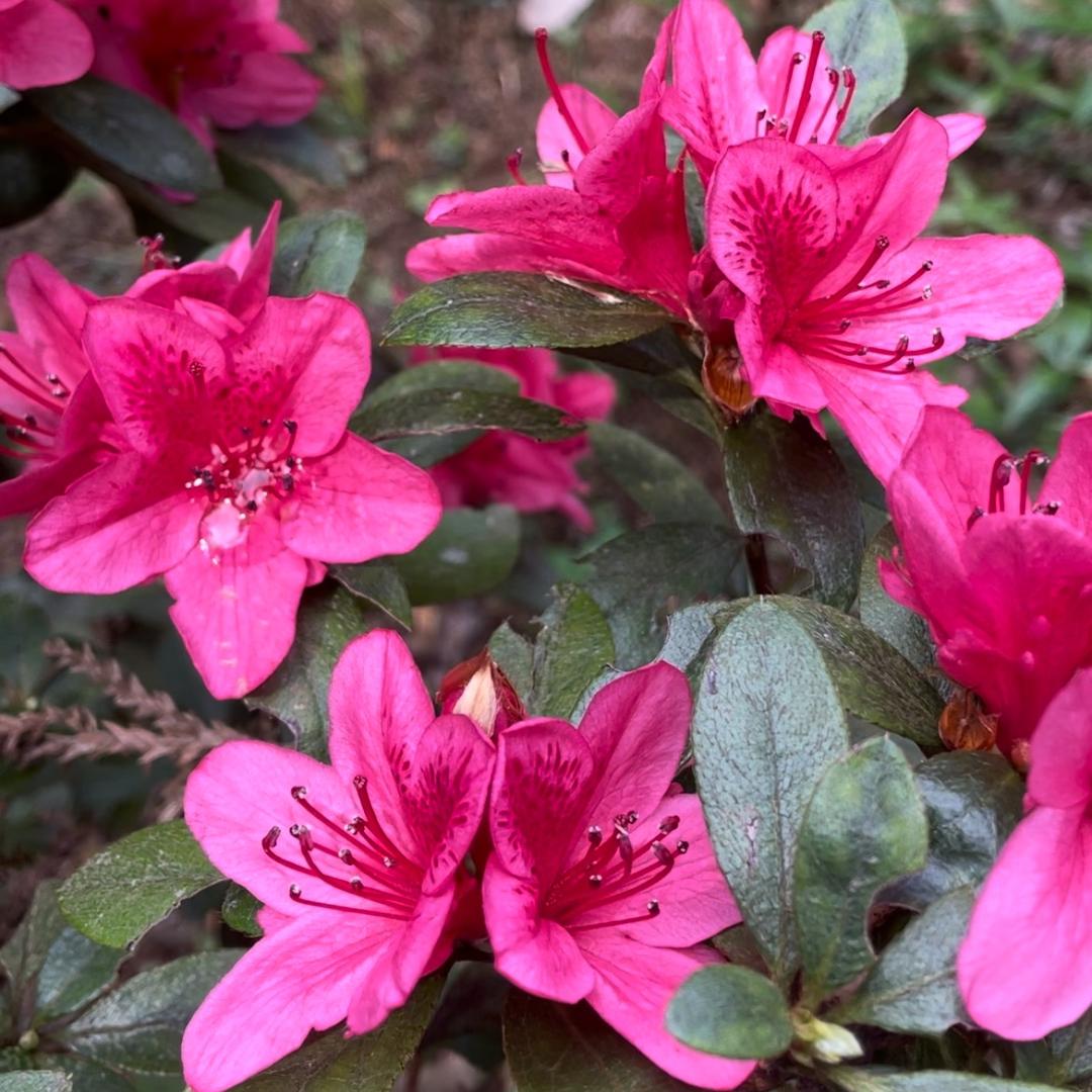 中缅边境跑山人阿婷1