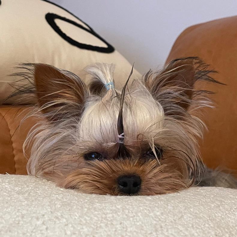 会跑的奶油布丁