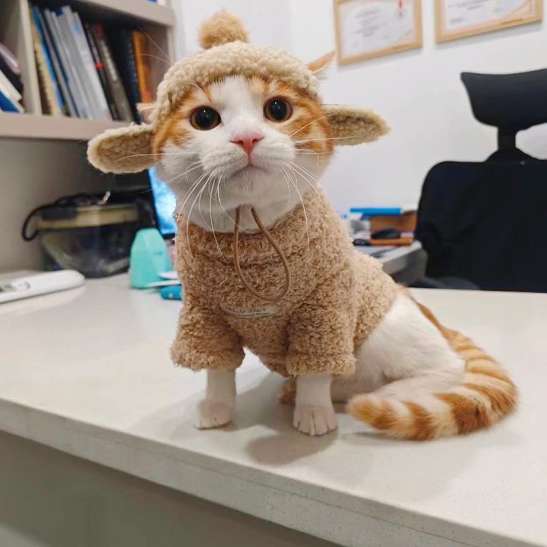 小橘子喵呜🐱~