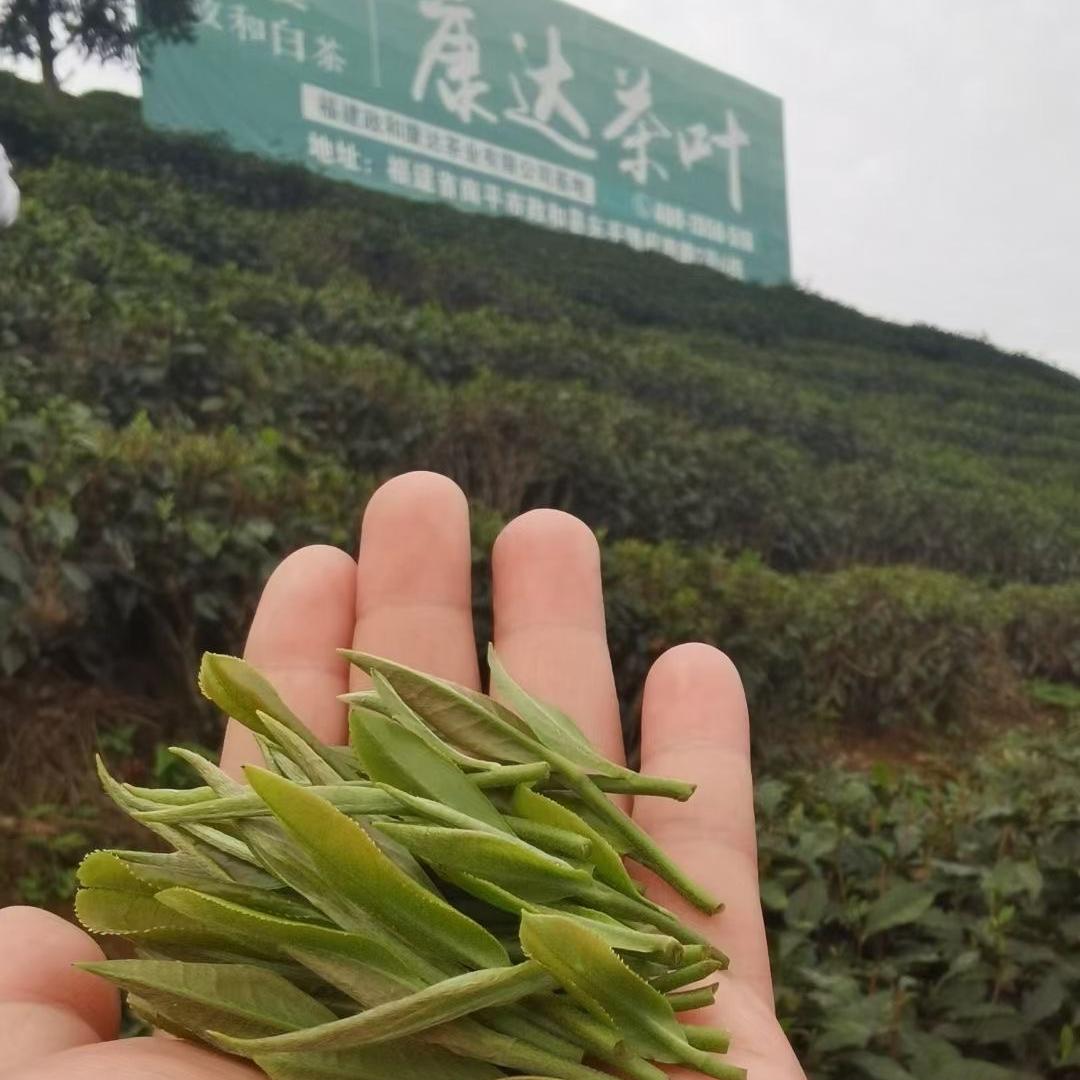 福建政和康达茶业