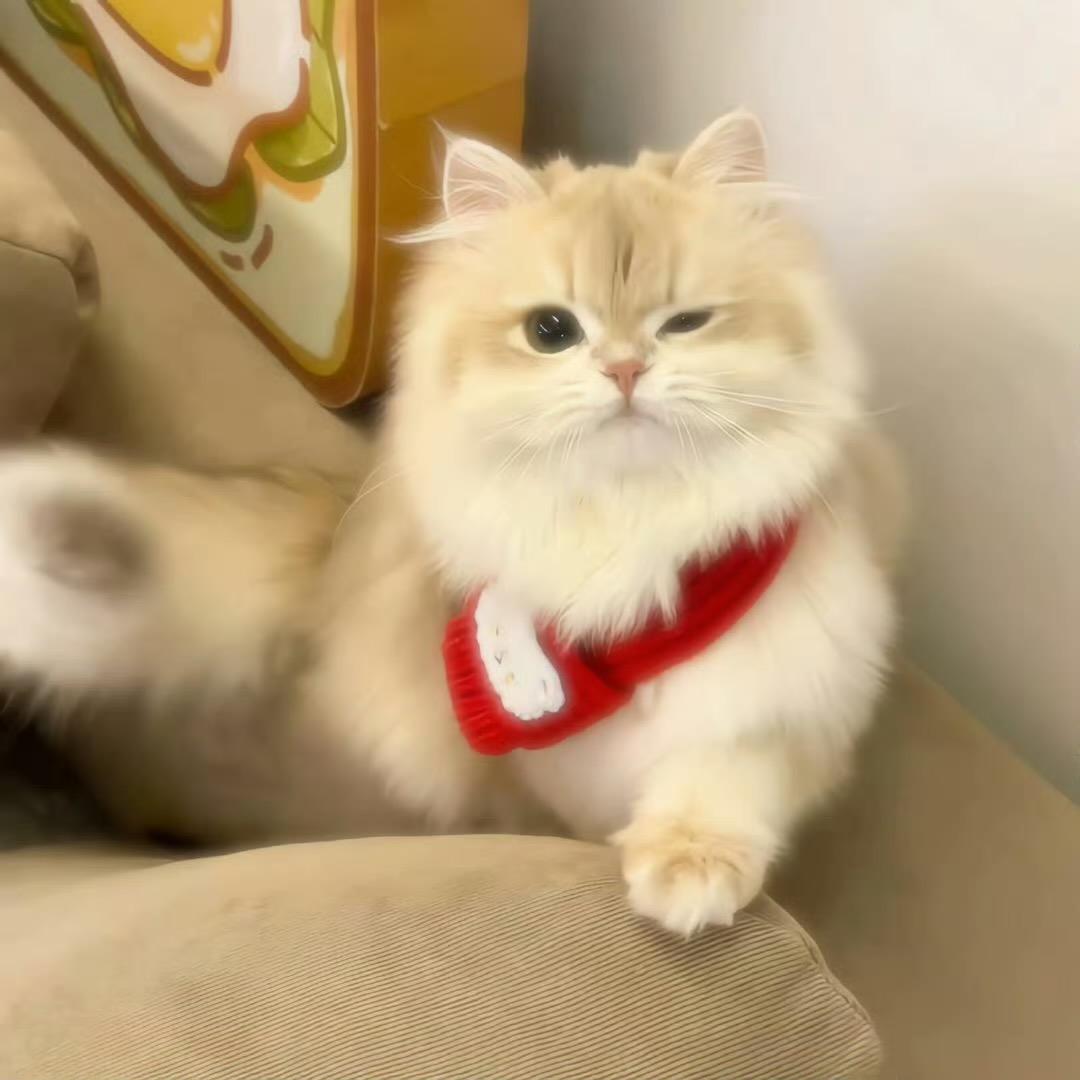 一只幸运🐱