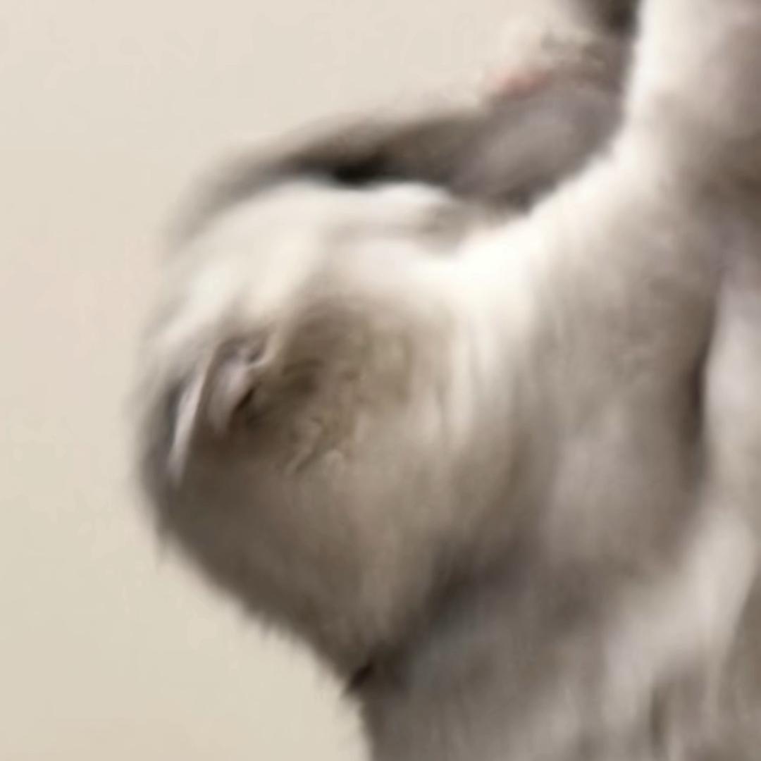 叽噜