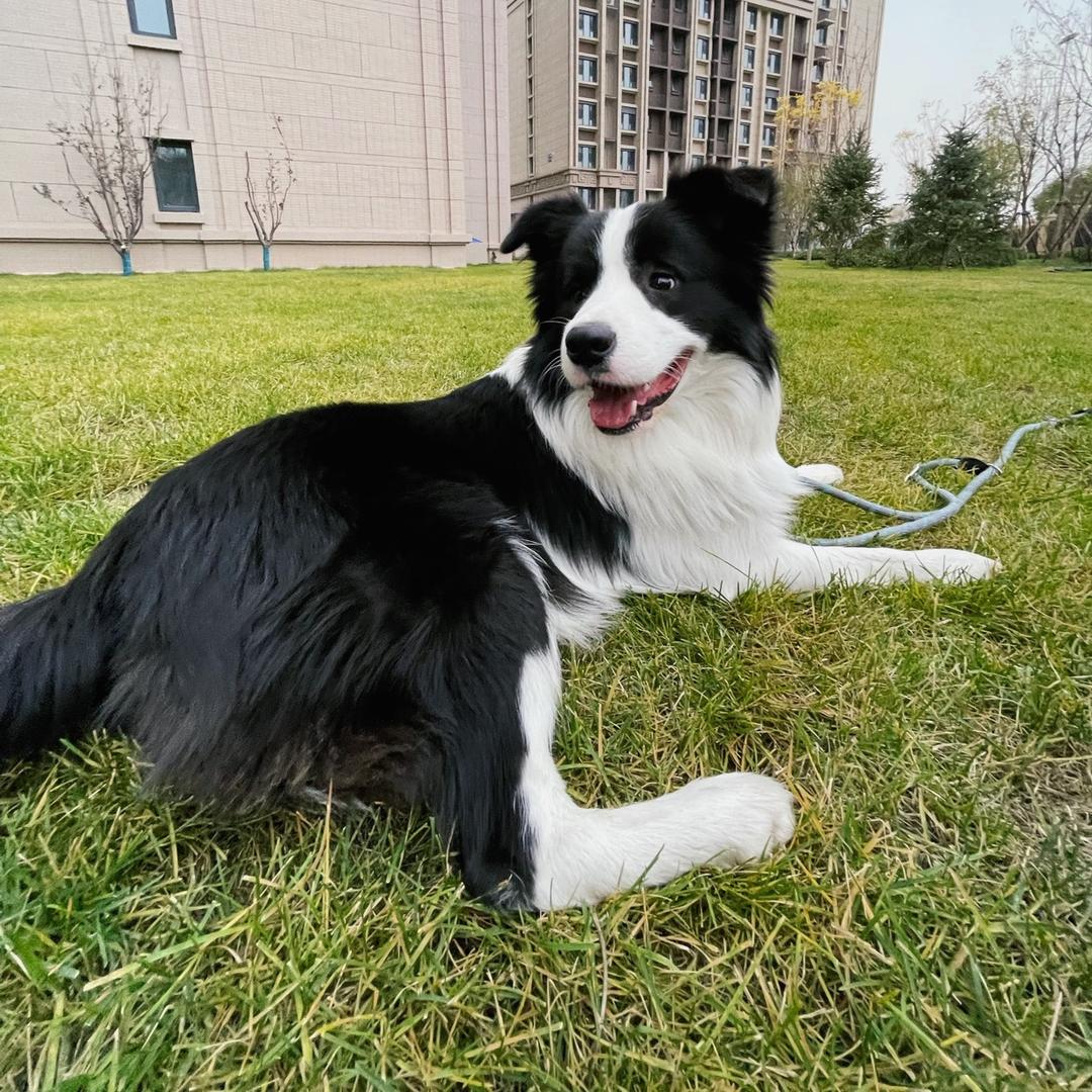 边牧停停的日常@抖音