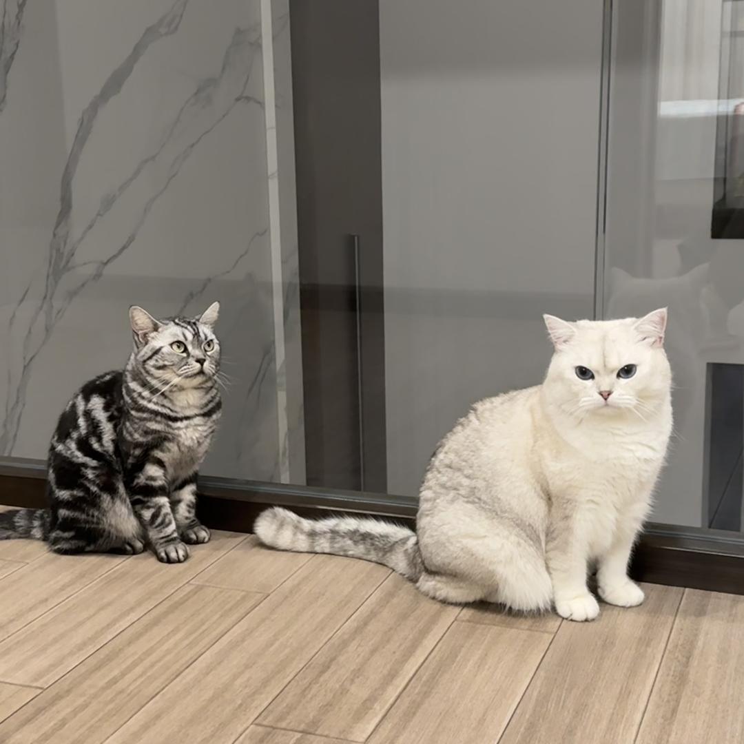 阴天小猪（重生版