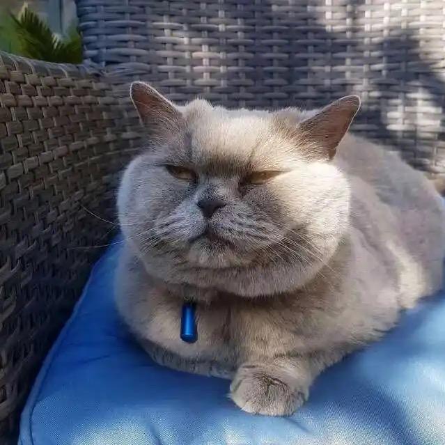 半糖茉莉