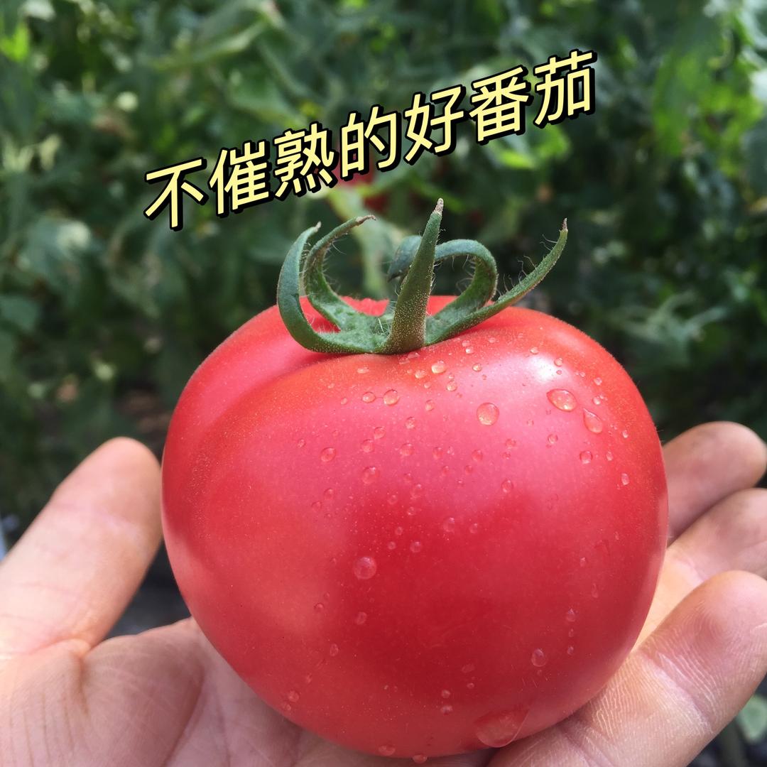 永清小崔种养殖农民专业合作社