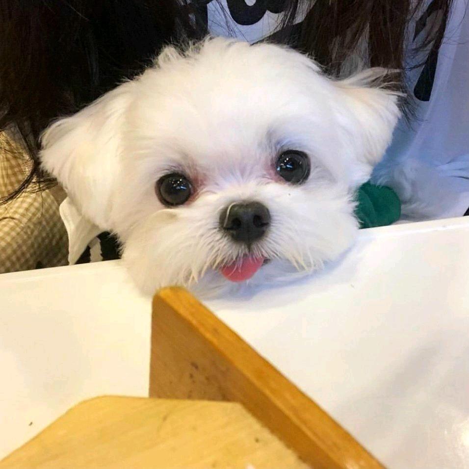 冻柠茶啊冻柠柠