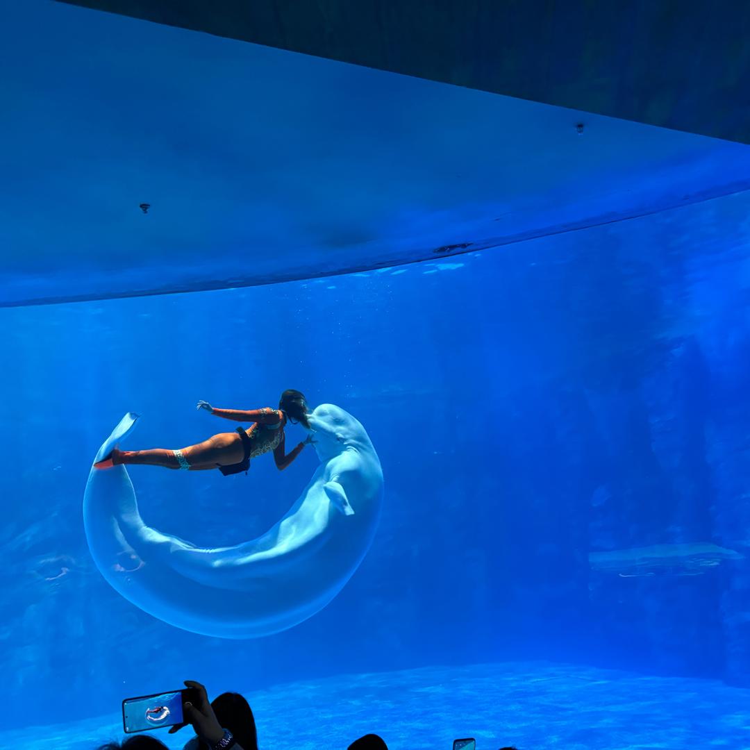 骑着小猪再唱歌