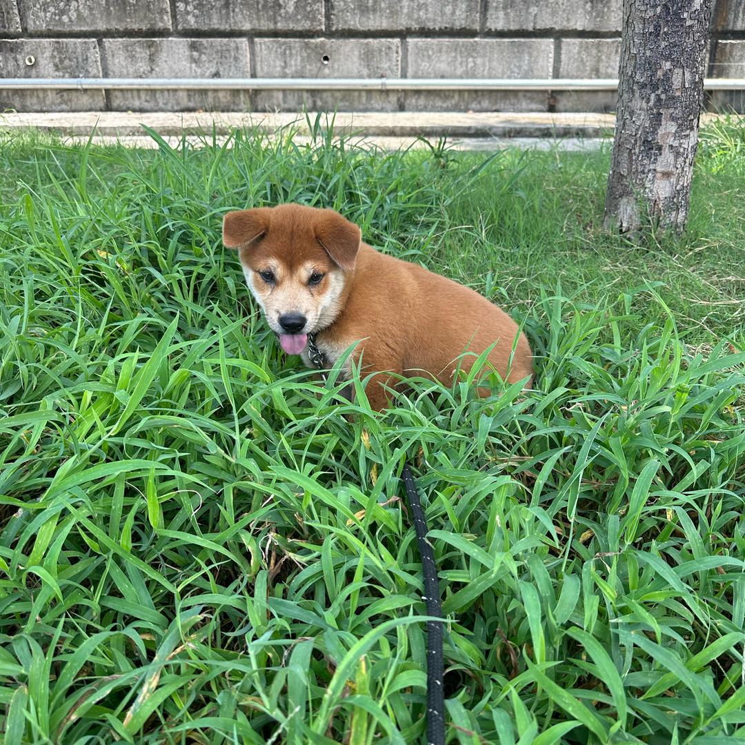胡所谓