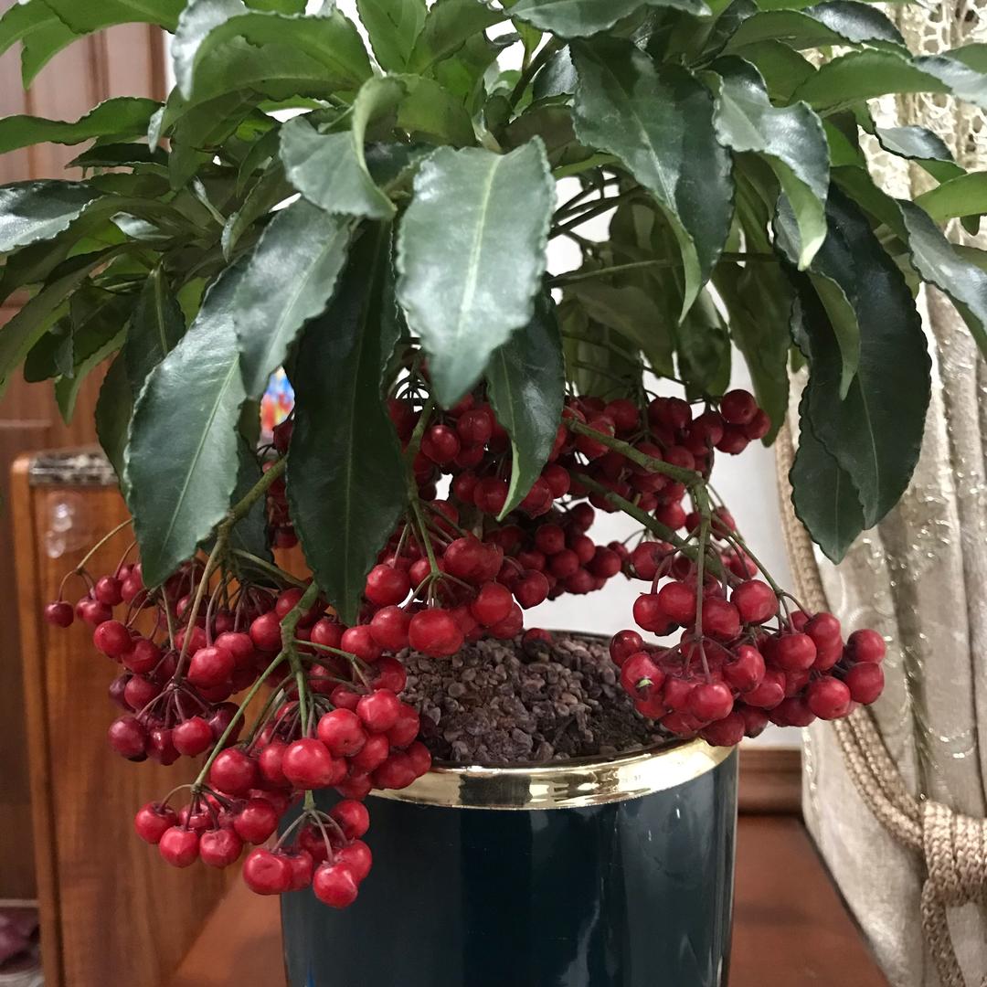 茶茶汤汤