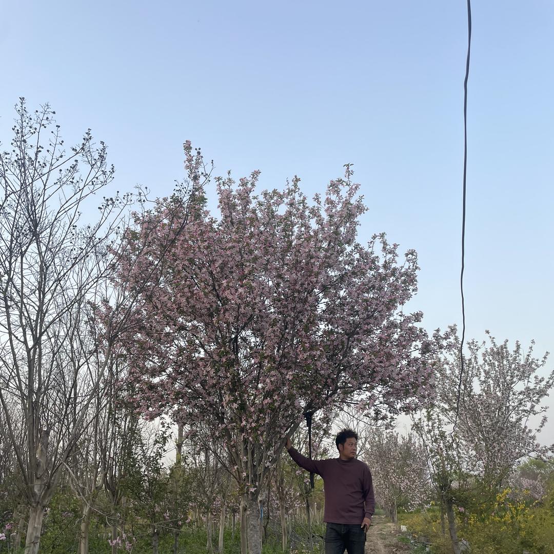 红红海棠树花卉园艺