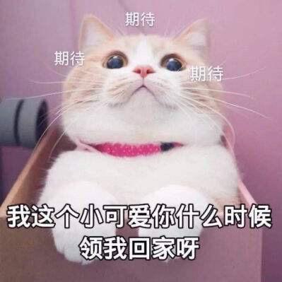 单只蝴蝶🦋
