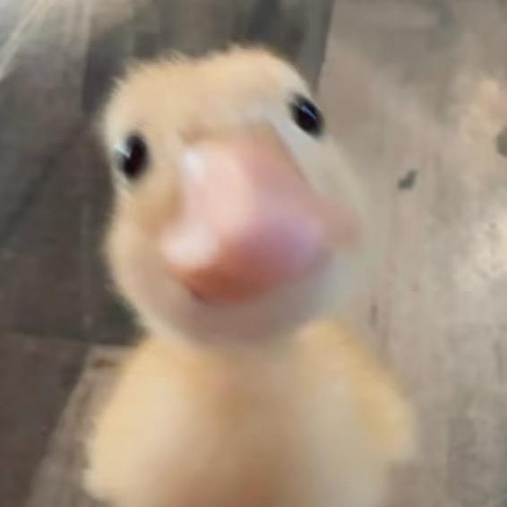 失眠月