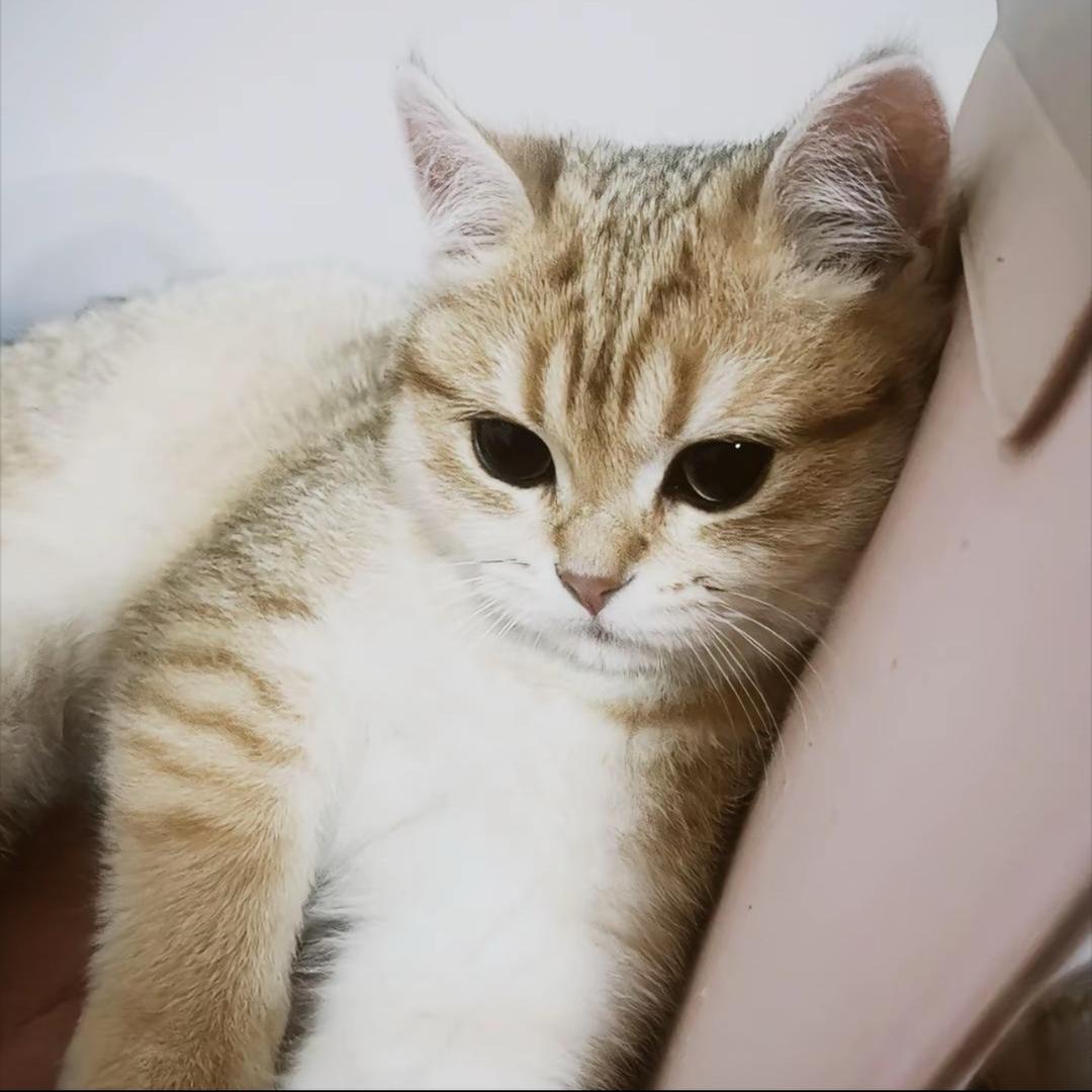 莫离