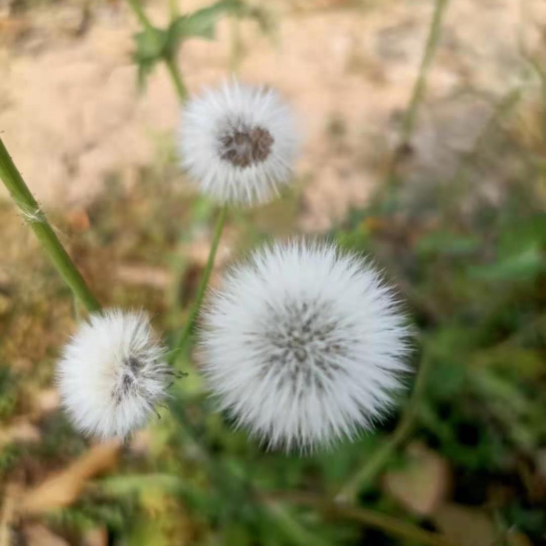 清颜