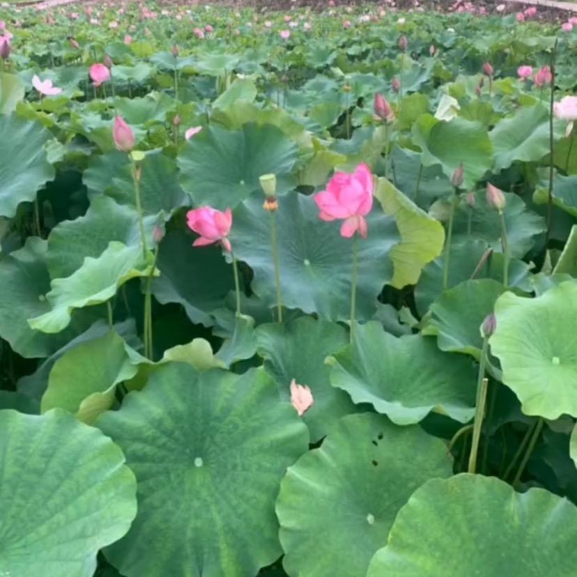 开开心心每一天