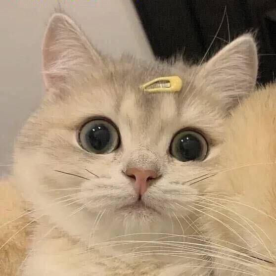 丫丫好物