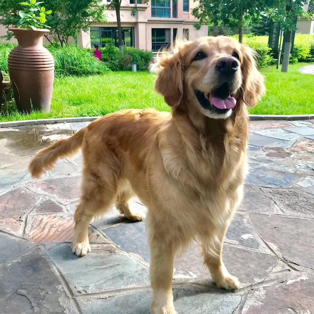 无糖可乐不加冰