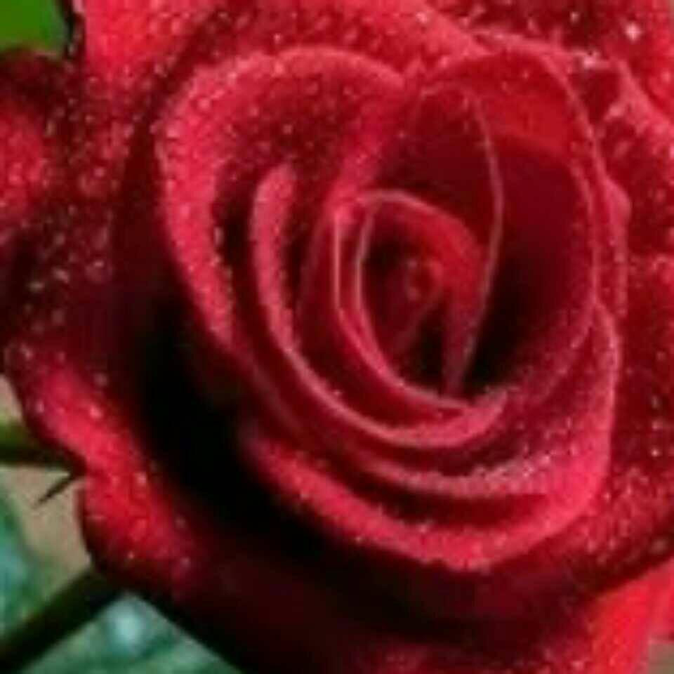 灵感❤诚实❤严姐🌹🌹🌴🌴