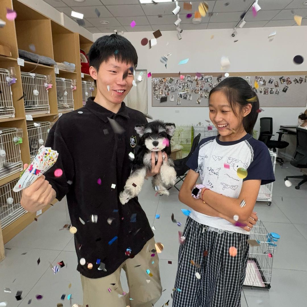 恐龙家の雪纳瑞