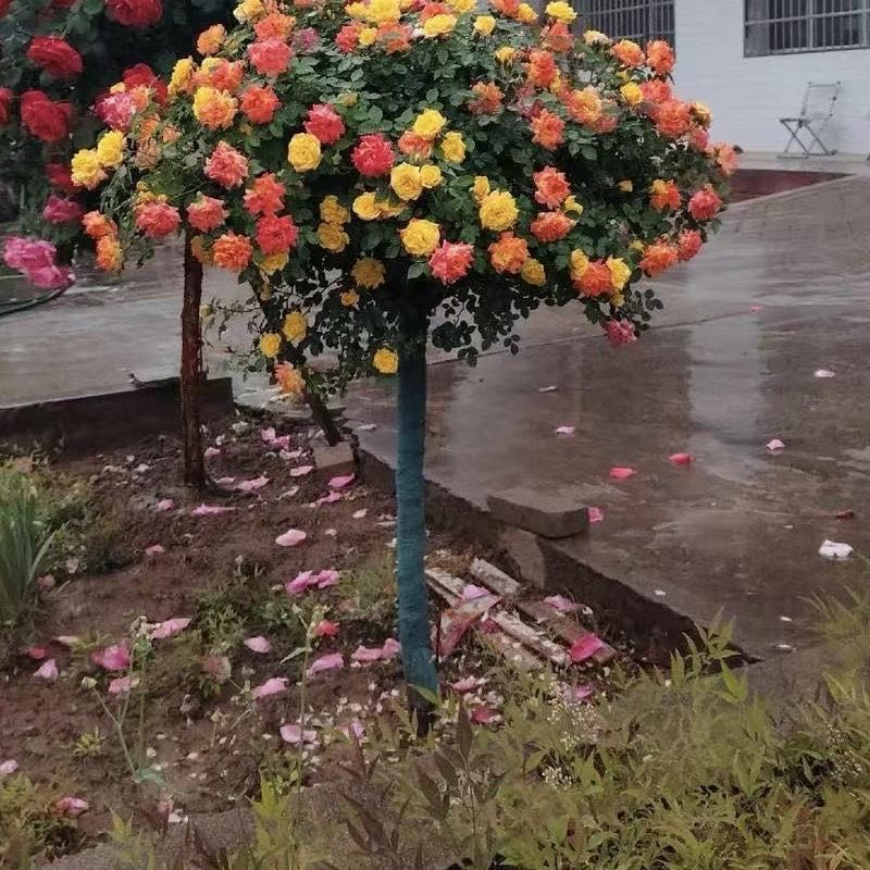 瑞鑫花卉园艺