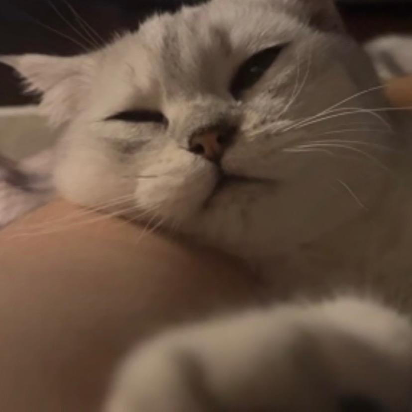 有有妹与来福桑