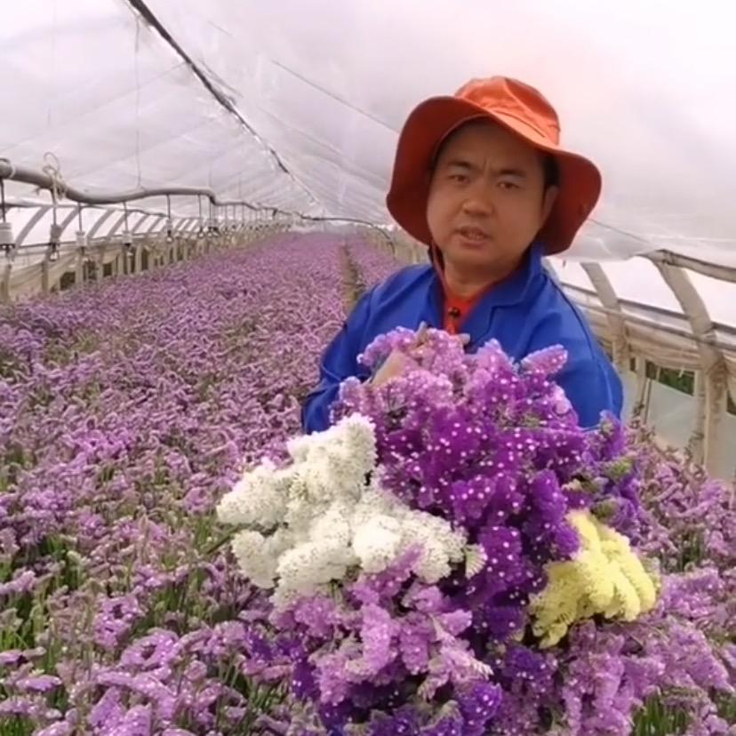 昆明黄新鲜花
