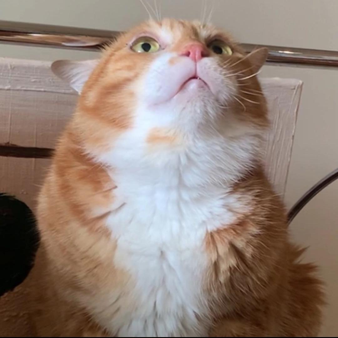 三三猫儿