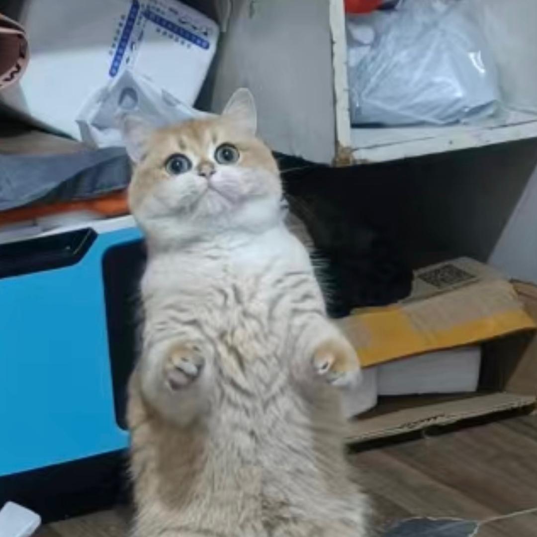 言不由衷