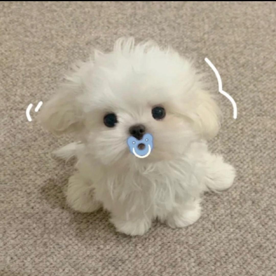 吃葡萄不吐葡萄皮