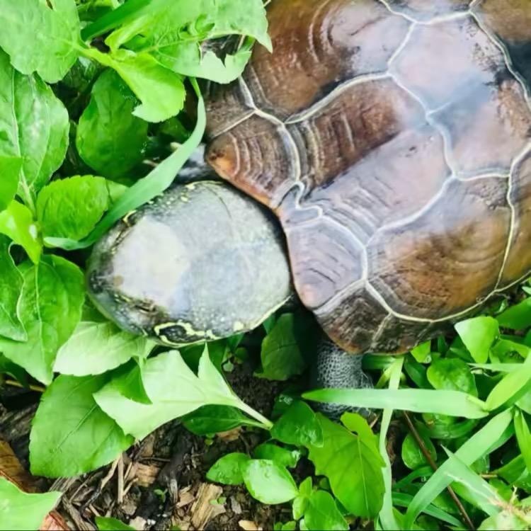 巴仙馆🐢